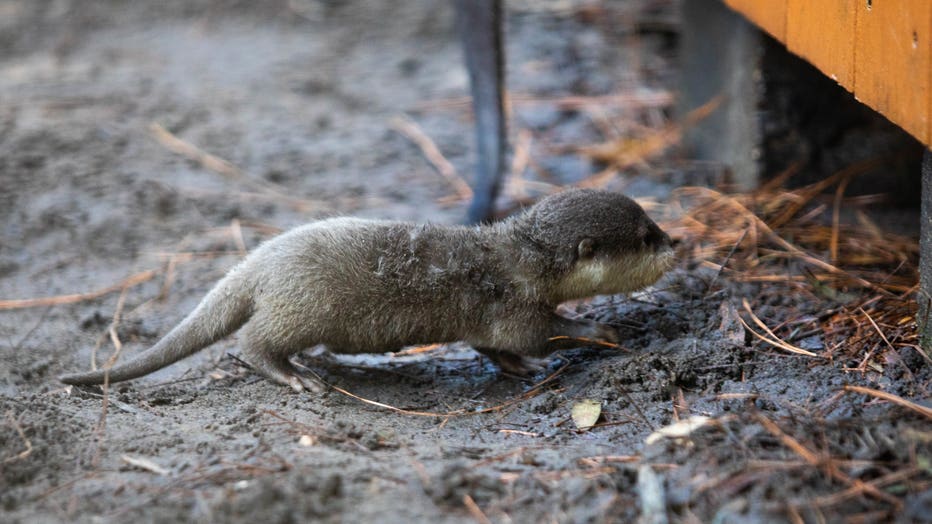 New-Baby-Otters-16.jpg