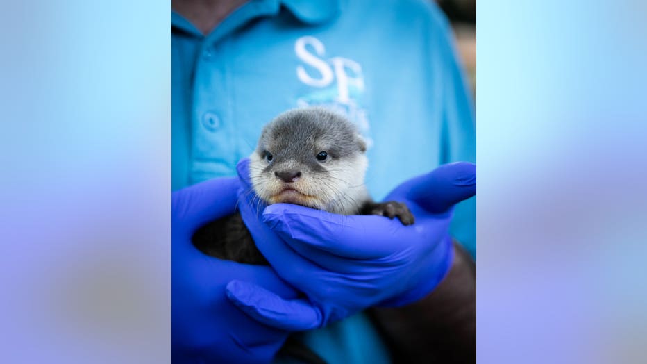 New-Baby-Otters-30.jpg