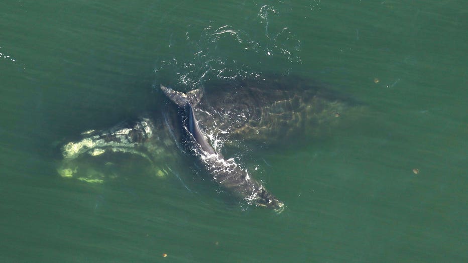 injured-whale-3.jpg