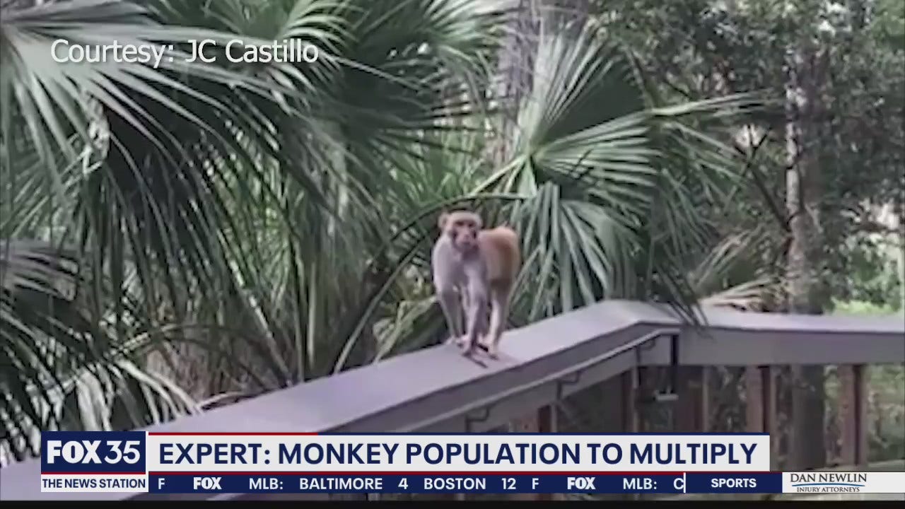 Wild monkey population to multiply in Florida - Epico Lorem Ogamoney Monkey Population