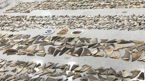 Roughly 1,400 pounds of shark fins seized in Florida