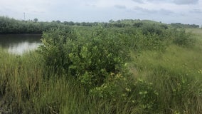 Governor DeSantis, Florida Cabinet approve land protection deals
