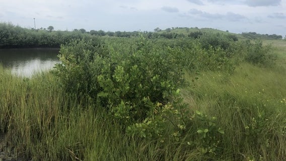 Governor DeSantis, Florida Cabinet approve land protection deals