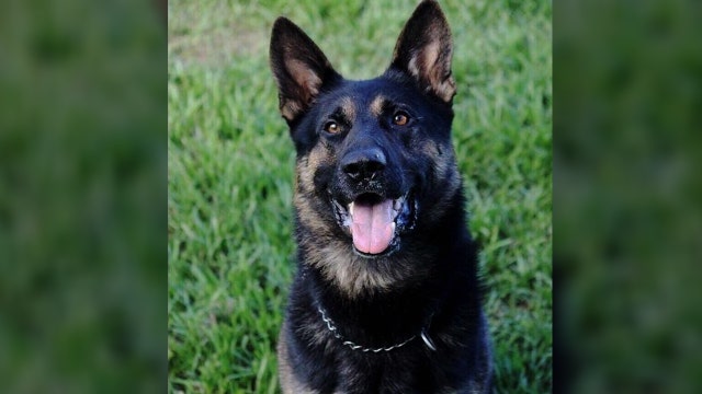Police: Titusville K-9 tracks down violent carjacking suspect