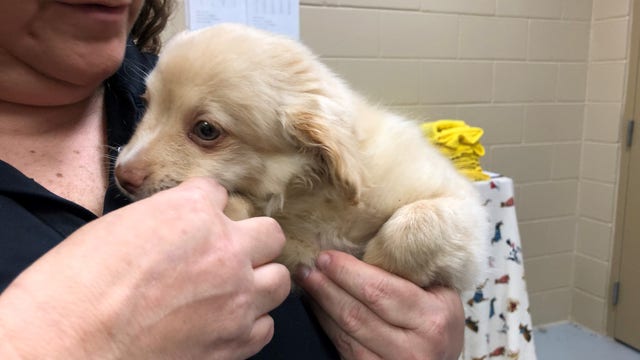 Puppy to be adopted after being rescued near dumpster
