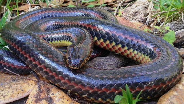 Rare rainbow snake spotted in Ocala for first time since 1969