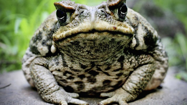Poisonous toads roaming through Florida could be deadly for your pets