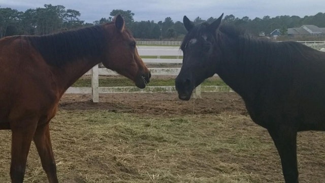 Emaciated horses rescued in Volusia County now ready for adoption