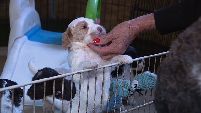 Labradoodle breeder rebuilding her life after deadly fire