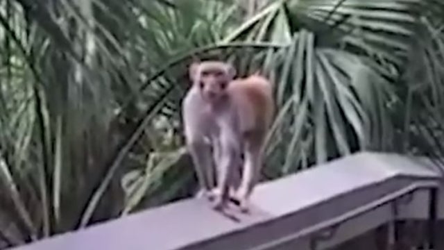 Invasive monkeys multiply in Central Florida