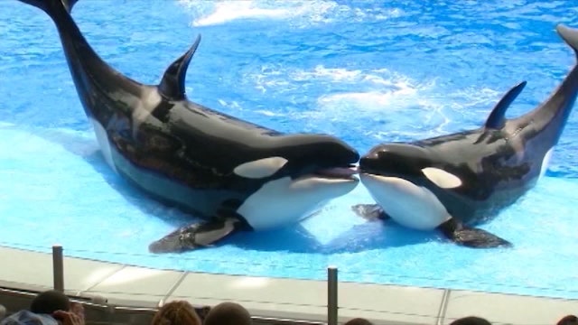 SeaWorld Orlando is giving free admission to kids 5 and under