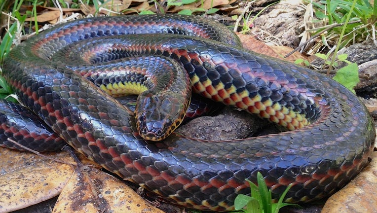 rainbow snake