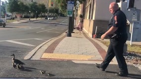 Lakeland officer escorts mama duck and 12 ducklings out of road, into lake