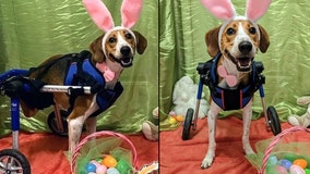 2-legged dog named Lieutenant Dan competing to become the next Cadbury Bunny
