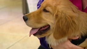 Immunotherapy could soon cure cancer in dogs, researchers say