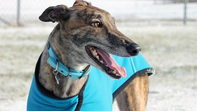 Hundreds of greyhounds looking for homes after coronavirus shuts down Florida dog tracks