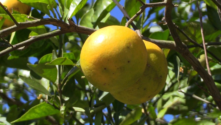 citrus farms