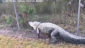 Gator seen taking stroll along Florida’s ‘Alligator Alley’ roadway