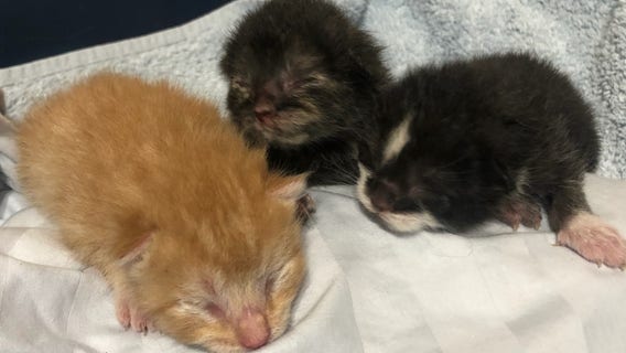 Good Samaritan rescues kittens from dumpster, found in bag full of garbage, Florida shelter says