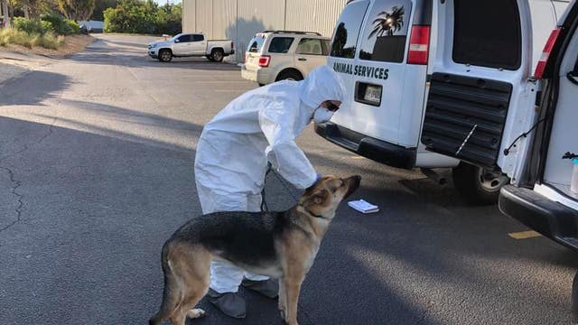 Florida deputies rescue dog left on boat after owner is hospitalized with coronavirus symptoms