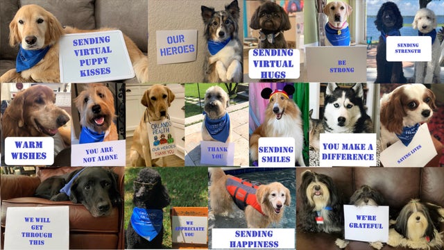 'You're Pawsome': Therapy dogs brighten days of employees as they work from home