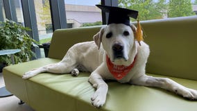 Therapy dog who has helped thousands of students awarded honorary doctorate from Virginia Tech