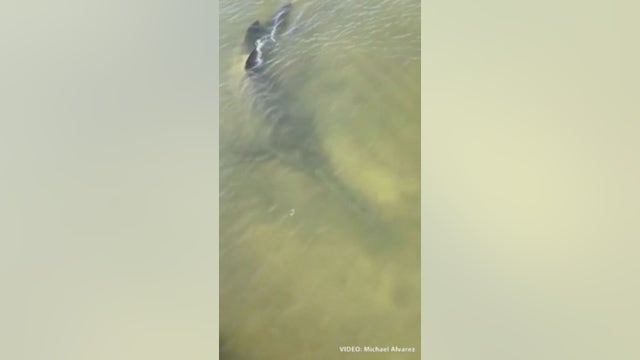'Once in a lifetime': 2 sawfish sharks estimated to be at least 12-feet long spotted at Melbourne Beach