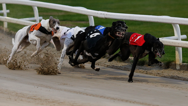 Greyhound racing ban in Florida faces revised lawsuit