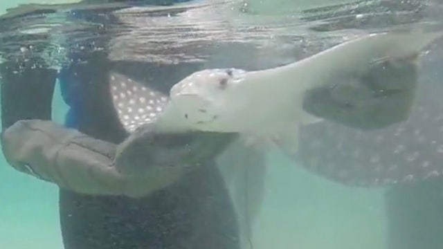 Four spotted eagle ray pups born at Discovery Cove