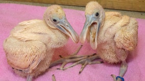 2 spoonbill chicks hatch, thriving at Brevard Zoo