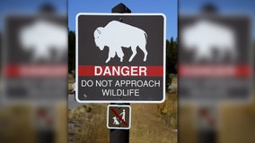 Woman, 72, gored by bison at Yellowstone National Park after getting close to take photos