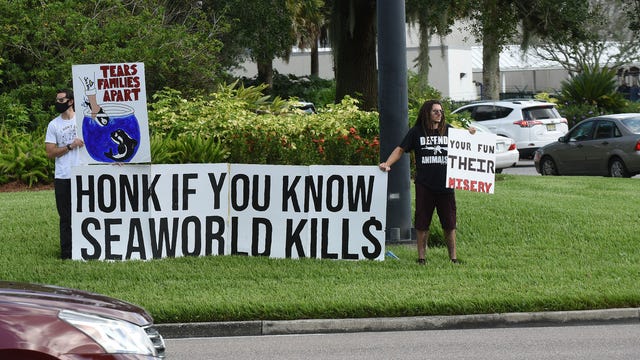 'Tell them to stay closed': PETA protests outside of SeaWorld Orlando upon reopening