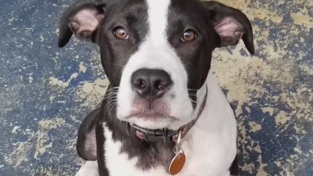 Holly Hill neighbors at odds over dog’s killing