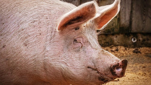 Swine flu strain with 'human pandemic potential' found in more Chinese pigs, scientists say