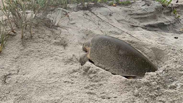 KEMP'S RIDLEY SEA TURTLE 6-2