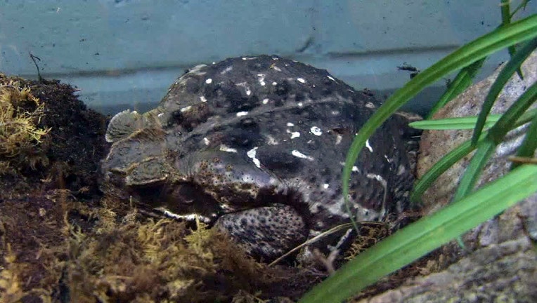 bufo cane toad frog toxic poisonous