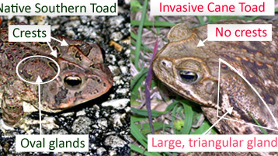 canetoad_southerntoad_comparison.jpg