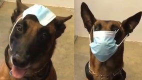 Police dog demonstrates correct way, and the wrong way, to wear a face mask