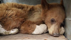 Baby bear burned in wildfire recovering