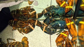 Rare blue lobster saved by Red Lobster employees and sent to zoo