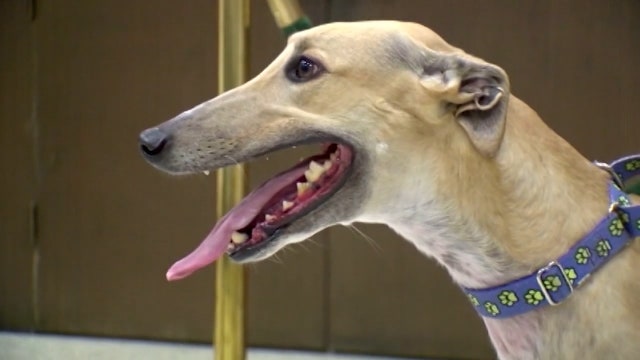 Greyhound racing in Florida officially ends tonight