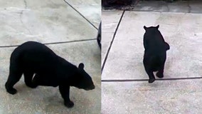 VIDEO: 3-legged bear takes Diet Coke from Central Florida garage