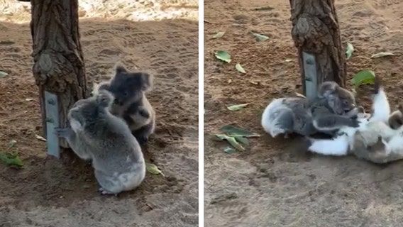 'Double Trouble': Baby koalas adorably wrestle at Australian wildlife sanctuary