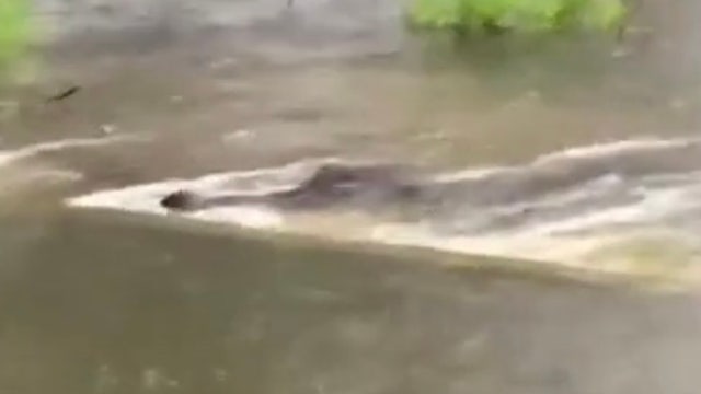 Alligator spotted in overflowing Florida waterway as Sally brought heavy rain to the state