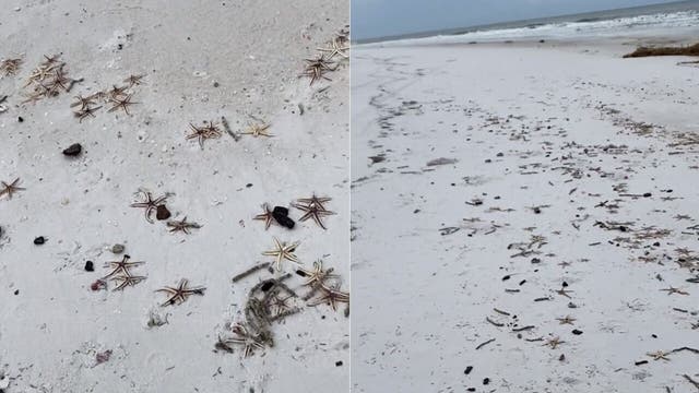Hurricane Sally leaves behind thousands of starfish washed up on Florida beach