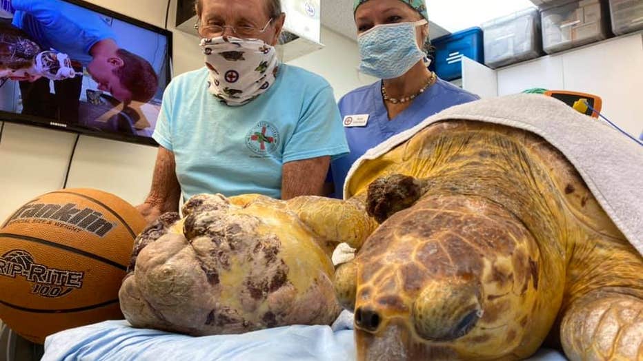 turtle5.jpg