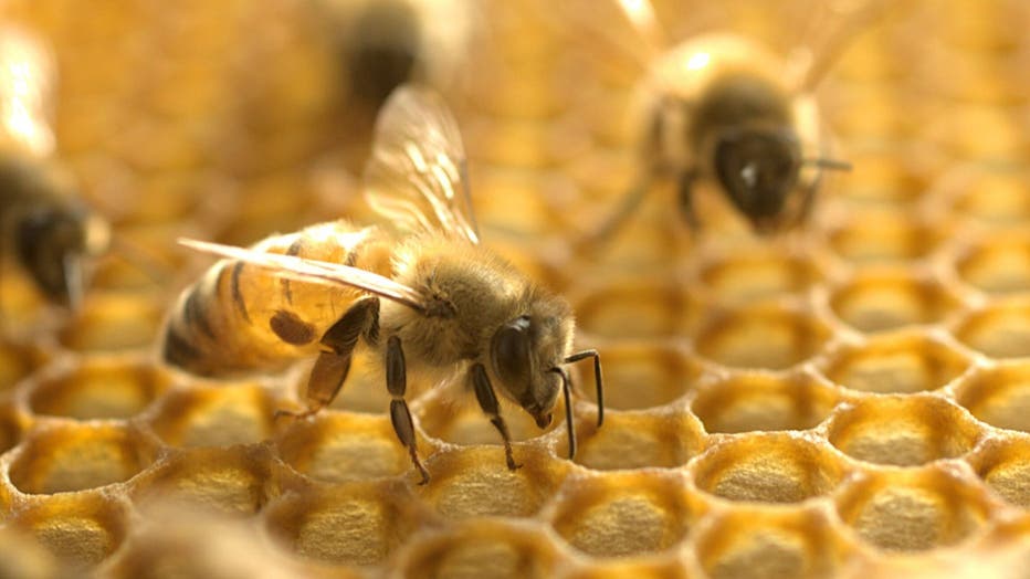 HONEY-BEES.jpg