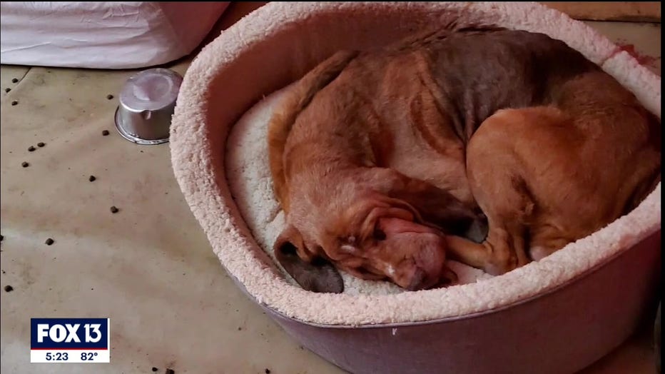 rescued-bloodhound-polk-florida-2.jpg