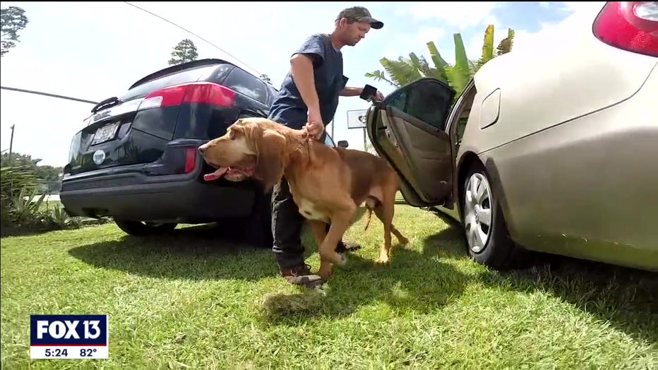 rescued-bloodhound-polk-florida-4.jpg