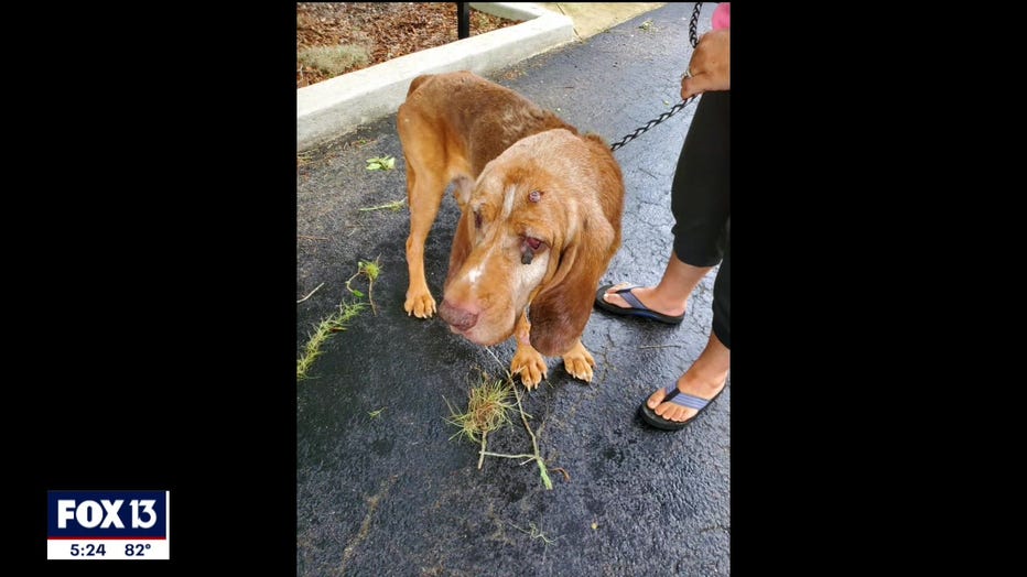 rescued-bloodhound-polk-florida-5.jpg